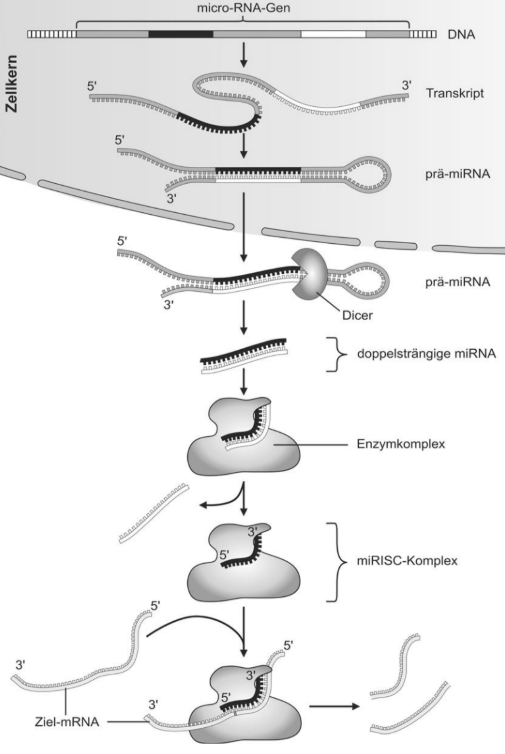 Diagramm der microRNA-Reifung: DNA → Transkript → pri-/pre-miRNA → Dicer → miRISC → Ziel-mRNA